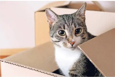  ?? FOTO: GETTY IMAGES/HRABAR ?? Katzen lieben es, sich zu verstecken. Besitzer sollten darauf achten, dass die Tiere nicht im Umzugskart­on landen.