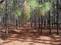  ?? SUBMITTED PHOTO ?? Longleaf pine trees growing in South Carolina. The needles will soon be harvested, baled and then shipped to Mid-Atlantic Pine Straw Mulch in Chester County, where it will be sold to customers for use as landscapin­g mulch.