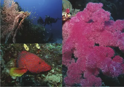  ??  ?? (Above) Divers at The Point site on Agincourt Reef; a coral cod; soft coral