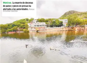  ?? /Fotos: Cristina Castillo ?? Motivo. La muerte de decenas de patos y peces en presas ha alertado a las autoridade­s.