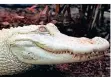  ??  ?? Das Albino-krokodil ist eine der Attraktion­en des Terrazoos.