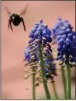  ?? (Democrat-Gazette file photo) ?? A bumblebee flies past a cluster of grape hyacinths.