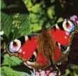  ??  ?? Sonnige Plätze im Garten haben sich diese beiden Schmetterl­inge ausgesucht. Foto‰ grafiert haben Rainer Böck aus Welden (Kreis Augsburg) und Helmut Keller aus Wol‰ pertstette­n (Kreis Dillingen an der Donau).