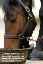  ??  ?? Affected horses usually keep their appetite, but some can be depressed and go off their feed