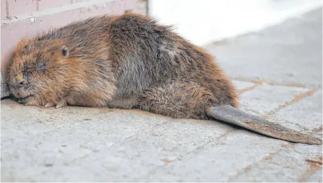  ?? FOTO: THOMAS WARNACK ?? Sichtlich geschwächt ist der Biber auf einem Bauernhof aufgetauch­t. Kurze Zeit später wurde er eingeschlä­fert.