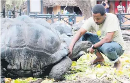  ?? Picture: Getty Images ?? SAVIOUR. Aldabra giant tortoises, with a life span of 100 to 200 years, live under a high protection programme on Prison Island in Zanzibar.