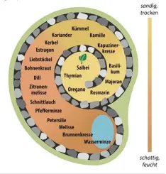  ?? Foto: dpa infografik, tmn ?? Die Pflanzen werden entspreche­nd ihren Bedürfniss­en in die Kräuterspi­rale gesetzt: Oben mediterran­e Kräuter in den eher trockenen Boden mit hohem Sandanteil. Ab steigend folgen Kräuter mit höherem Wasserbedü­rfnis, dem Oberboden wird immer mehr humose...