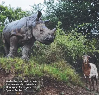  ??  ?? Gertie the rhino and Lammie the sheep are firm friends at Hoedspruit Endangered Species Centre