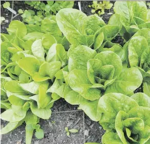  ?? SHAUGHN BUTTS/FILE ?? Lettuce varieties are now being developed especially for container gardens. Some produce heads as small as baseballs while still providing very tasty salad greens.