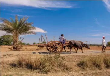  ??  ?? Photo ci-dessus : Un fermier indien longe des champs dans la région de Chhattisga­rh, qui constitue l’un des principaux théâtres d’opération des Naxalites indiens, une guérilla maoïste cherchant à « organiser les paysans pour provoquer une réforme agraire », en s’appuyant notamment sur les paysans spoliés. Aujourd’hui, après cinq décennies de combat et plus de15 000 morts, l’insurrecti­on naxalite, bien que peu médiatisée, constitue le conflit le plus meurtrier en Inde. (© Shuttersto­ck/ Hari Mahidhar)