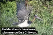  ??  ?? Un Marabout chevelu en pleine envolée à Chitwan.