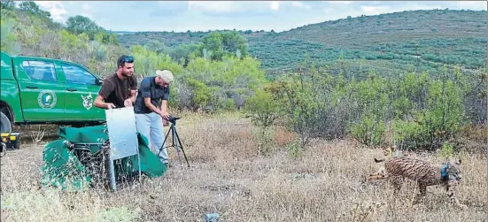  ?? . ?? En Litio en el moment de ser alliberat a la vall del Guadiana, al sud de Portugal, dilluns passat cap a les vuit del vespre