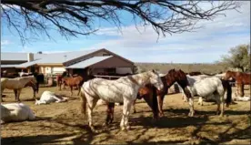  ??  ?? Horses await their assignment­s at the Tanque Verde. The dude ranch is known for its outstandin­g horse program.