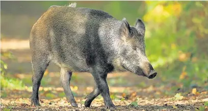 ??  ?? Wild boar are not easy to discover