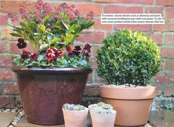  ??  ?? For winter, choose shrubs such as skimmia and team with seasonal bedding for pots with real pizazz. To add extra wow position beside other winter winners like box