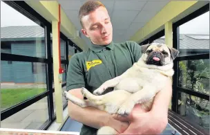  ??  ?? n WAKE UP SUZI: This seven-month-old pug already weighed more than a stone when she was taken in to the Dogs Trust Harefield