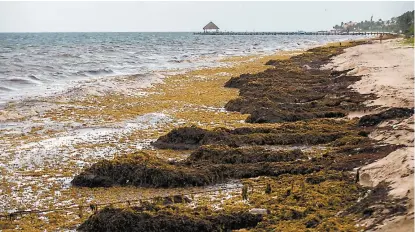  ??  ?? La macroalga que afecta las playas de Quintana Roo duplica su peso y volumen en 18 días.