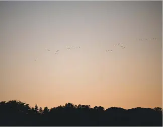  ?? ?? In the autumn, the sky rings to the constant din of pink-footed geese coming over at all heights