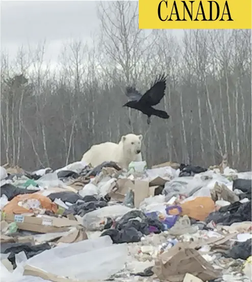  ?? LESLIE PINE ?? A young and malnourish­ed polar bear is spotted in a dump in Moose Factory, Ont., in 2015. It was put down by police.