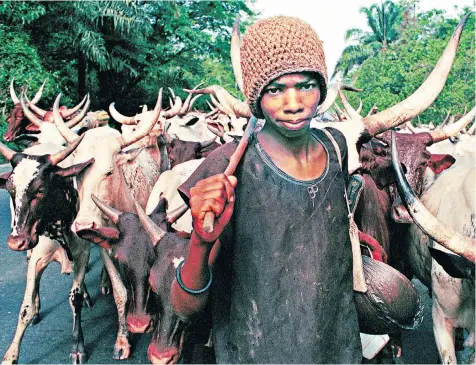  ??  ?? A Fulani cattle herder walks his cows down a road in southern Nigeria, above; clergymen carry coffins containing the bodies of priests allegedly killed by Fulani herdsmen in an attack on a church in Benue state, top left