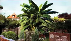  ?? Foto: Stadt Dietzenbac­h/Francisca Rubio ?? Sommerbild mit Banane: der Friedhof von Dietzenbac­h