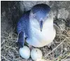  ?? PHOTO: SUPPLIED ?? A nesting little blue penguin with flipper band in 2016.