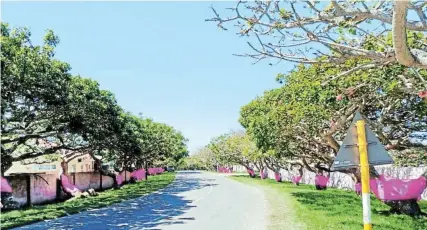  ?? Picture: BRENDA VAN DEN HEEVER ?? PINK AVENUE: Throughout October, the Bushmans Village #Pinkteam will decorate a Bushmans Village tree in pink for every donation received (see the main photo). Contact Christelle Miller at 083-417-4260 for details of how to donate money for Hospice.