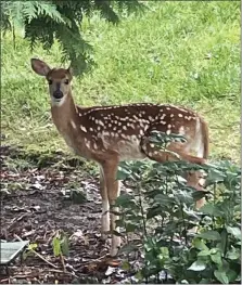  ?? PHOTO BY PAM BAXTER ?? Deer are delightful to watch but can destroy a garden with their appetite.