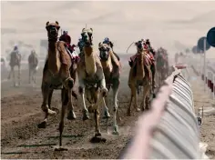  ?? Reuters ?? Jamalytic helps pace camels at optimal level without burning them out. —