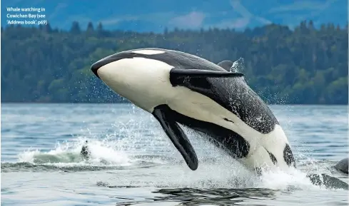  ?? ?? Whale watching in Cowichan Bay (see ‘Address book’, p69)