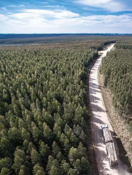  ?? FOTO: UPM ?? Uruguay har förvandlat­s från ett skoglöst land med boskap till ett land täckt av eucalyptus­träd.