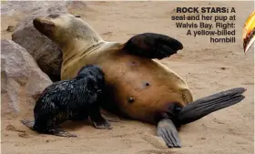  ??  ?? ROCK STARS: A seal and her pup at Walvis Bay. Right: A yellow-billed hornbill