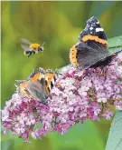  ?? FOTO: DPA ?? Schmetterl­inge und Bienen finden oft nicht mehr genug zu essen.