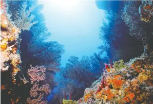  ??  ?? Bequia Island boasts a stunning reef teeming with colourful sponges, sea fans, sea whips and crinoids.