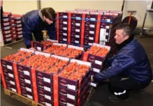  ??  ?? In 2017 verhandeld­e Coöperatie Hoogstrate­n 32 miljoen kilogram aardbeien en 86 miljoen kilogram tomaten.
FOTO MIA UYDENS