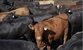  ?? Nati
HarniK / ap ?? cattle are seen at a feedlot in columbus, neb., in 2020. cattle producers for 35 years have been bankrollin­g one of the nation's most iconic marketing campaigns, but now many want to end the program that created the ‘beef. it's What's for dinner’ slogan.