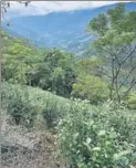  ?? INDRANIL BHOUMIK/MINT ?? Left: A worker takes out weeds in a tea estate in Darjeeling. Estate managers are racing against time to uproot the weeds, but the harvest next year is likely to be delayed by weeks, which means losses. Above: The tea bushes have suffered a lot of...