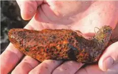  ?? AP ?? A sea cucumber at Cabrillo Beach, Los Angeles. A father and son have been indicted on charges of smuggling illegally harvested sea cucumbers worth more than $17 million.