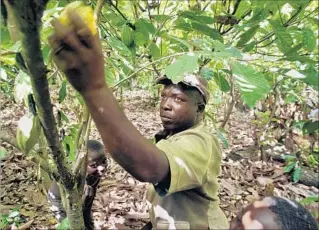  ?? Ben Curtis Associated Press ?? AS CHOCOLATE prices drop, the suffering of the farmers who grow cocoa increases.