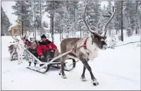  ??  ?? Reindeer transport the guests by sleigh.