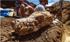  ?? Photograph: The Guardian ?? Discovered in outback central Queensland, the skull, neck and front half of the body of the elasmosaur were found preserved together.