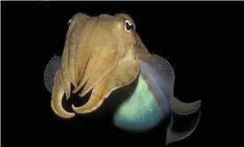  ?? The common cuttlefish, Sepia officinali­s. Photograph: Schafer & Hill/Getty Images ??