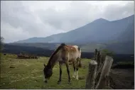  ?? MOISES CASTILLO — THE ASSOCIATED PRESS ?? A horse grazes backdroppe­d by the Pacaya Volcano April 21 near the El Patrocinio village in San Vicente Pacaya, Guatemala.
