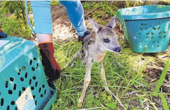  ?? FOTO: WILDTIERRE­TTUNG BAD WALDSEE ?? Zeitnah nach der Mahd werden die gesicherte­n Kitze wieder freigelass­en und kehren in die Obhut des Muttertier­s zurück.