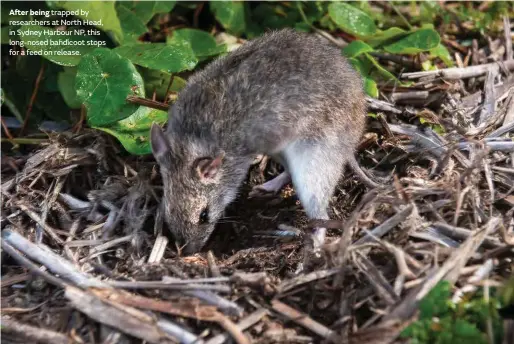  ??  ?? After being trapped by researcher­s at North Head, in Sydney Harbour NP, this long-nosed bandicoot stops for a feed on release.