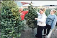  ?? Hearst Connecticu­t Media file photo ?? Customers peruse Christmas trees at Stew Leonard’s in Norwalk in 2017. Two weeks in advance of the traditiona­l Thanksgivi­ng kickoff to the holiday season, the company is still looking to hire 200 more people to staff stores in Connecticu­t, New York and New Jersey.