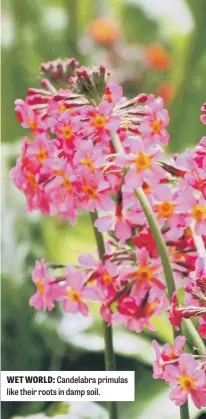  ?? ?? WET WORLD: Candelabra primulas like their roots in damp soil.