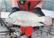  ?? PHOTO COURTESY ROYAL BOTANICAL GARDENS ?? A tilapia, a non-endemic fish species pulled from Hamilton Harbour.