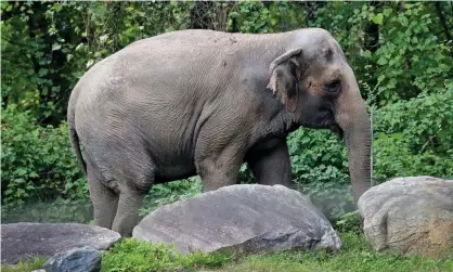  ?? Photograph: Bebeto Matthews/AP ?? Happy the elephant at the Bronx Zoo in New York City on 2 October 2018.