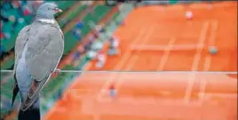  ?? AP ?? ■
Sunday should have been Day 1 of the Roland Garros, with people flocking the courts to get a glimpse of tennis greats. Instead, the clay courts were empty, and green foliage grew over the main sign.